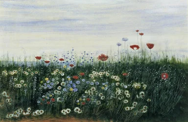 Coquelicots, marguerites et autres fleurs au bord de la mer